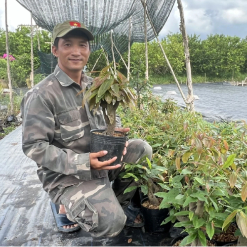 Khởi Nghiệp Thành Công Với Mô Hình Trồng Mai Vàng