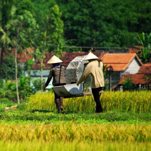 Nông dân tiêu biểu