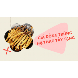 Giá đông trùng hạ thảo Tây Tạng