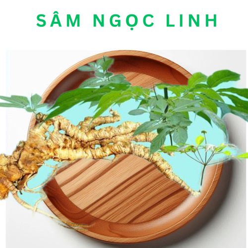 Sâm Ngọc Linh là sâm gì?