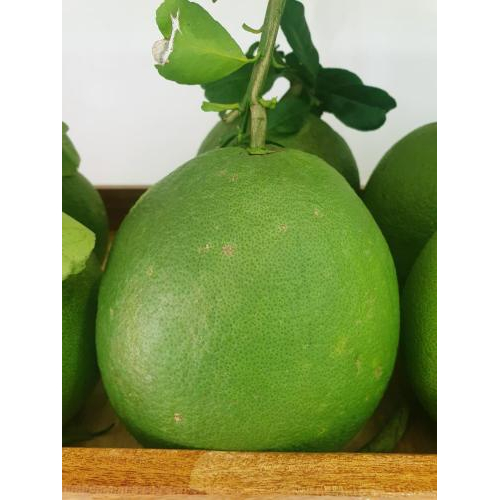 Quả óc chó để được bao lâu?