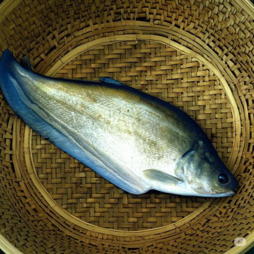 Chọn cá tươi, sạch