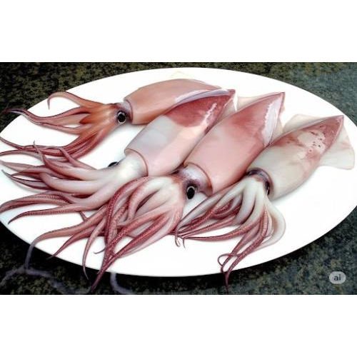Mực trứng là gì?