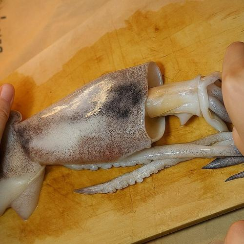 Túi Mực Là Gì? Túi Mực Của Con Mực Có Ăn Được Không?
