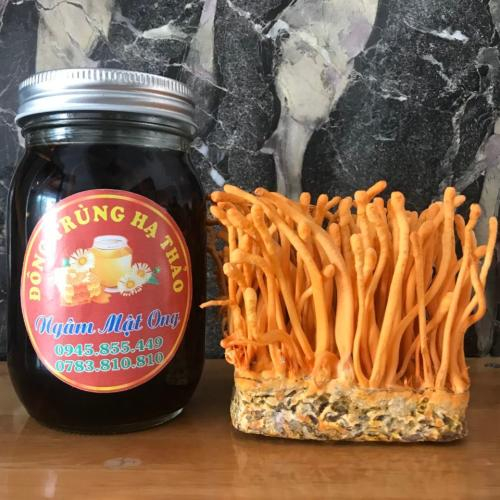 Trà đông trùng hạ thảo hoa cúc