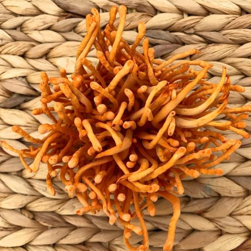 Địa chỉ mua đông trùng hạ thảo ở đâu uy tín?
