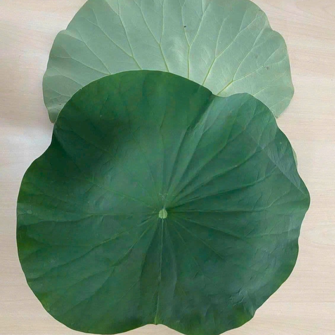 Thành phần