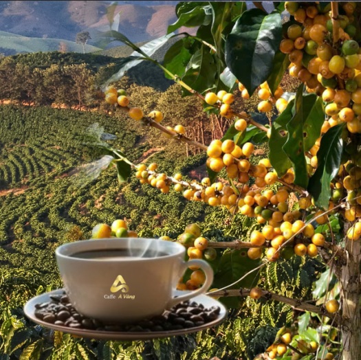 Hành trình hình thành cà phê Bourbon