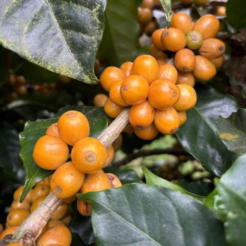 Cà phê Yellow Bourbon là gì?