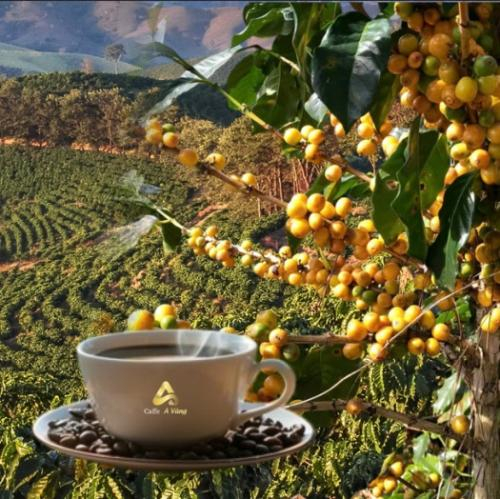 Nước ta trồng cà phê vàng ở đâu?