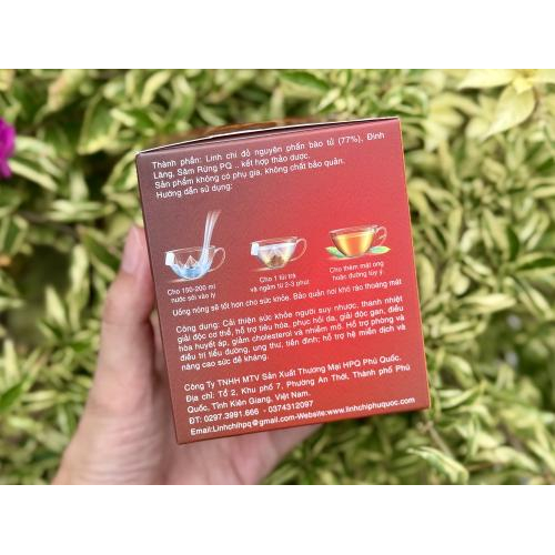 Thành phần của trà linh chi thảo dược