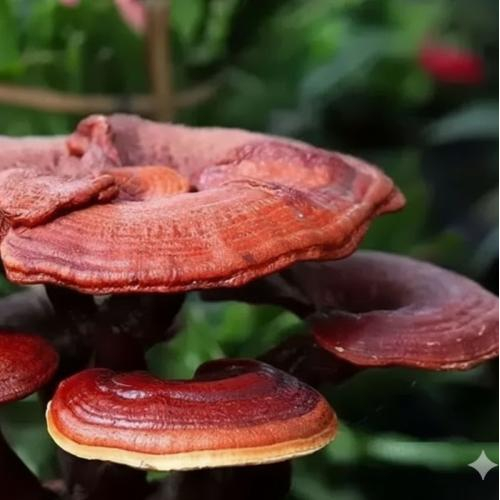 Giá nấm linh chi xanh trên thị trường