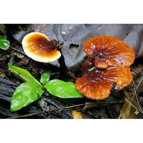 Uống trà nấm linh chi lâu dài có sao không?