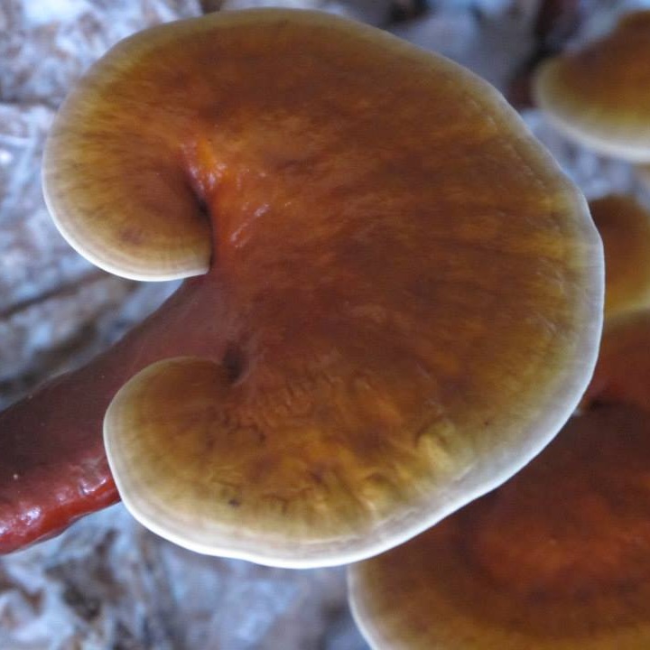 Giảm mụn trứng cá