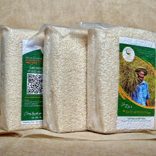 Nhai kỹ và chậm rãi