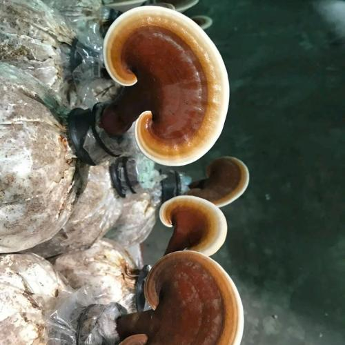 Hàm lượng dưỡng chất của nấm linh chi