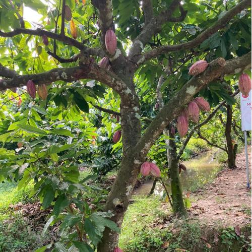 Nghiên cứu mới về socola đen và tác dụng chống lão hóa