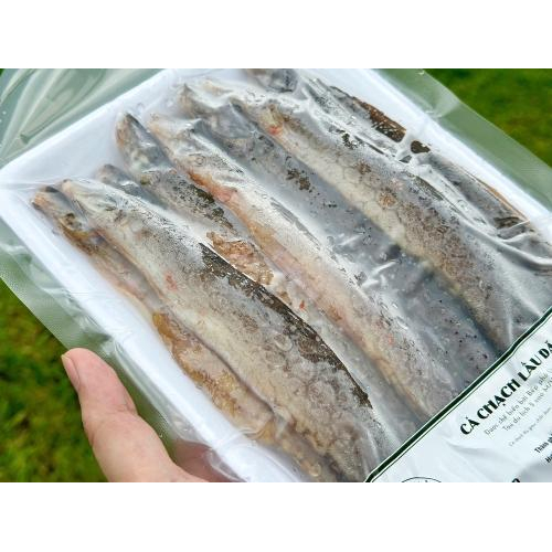 Đặc điểm của cá chạch