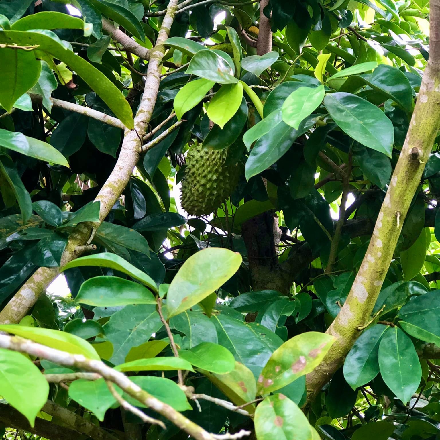 Nguyên liệu tự nhiên