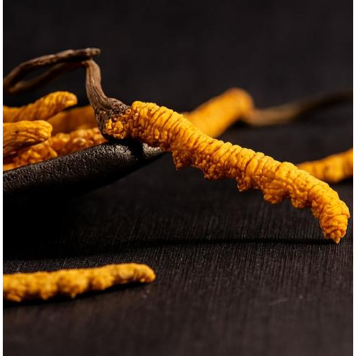 Đông trùng hạ thảo tự nhiên