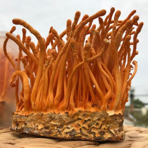 Đông trùng hạ thảo nuôi cấy (Cordyceps militaris)