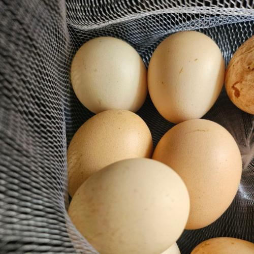 Lòng trắng trứng