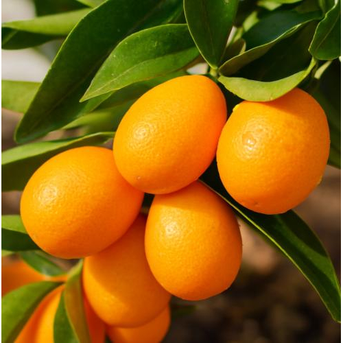 Hỗ trợ đốt cháy mỡ thừa