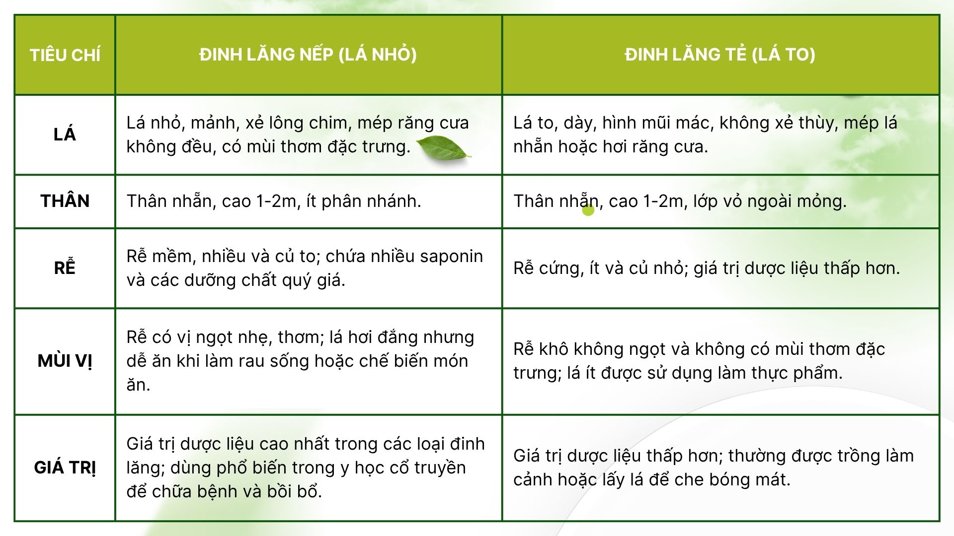 Bảng so sánh tổng quan giữa đinh lăng nếp và đinh lăng tẻ