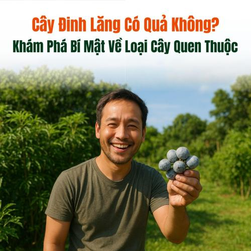 Cây Đinh Lăng Có Quả Không? Khám Phá Bí Mật Về Loại Cây Quen Thuộc