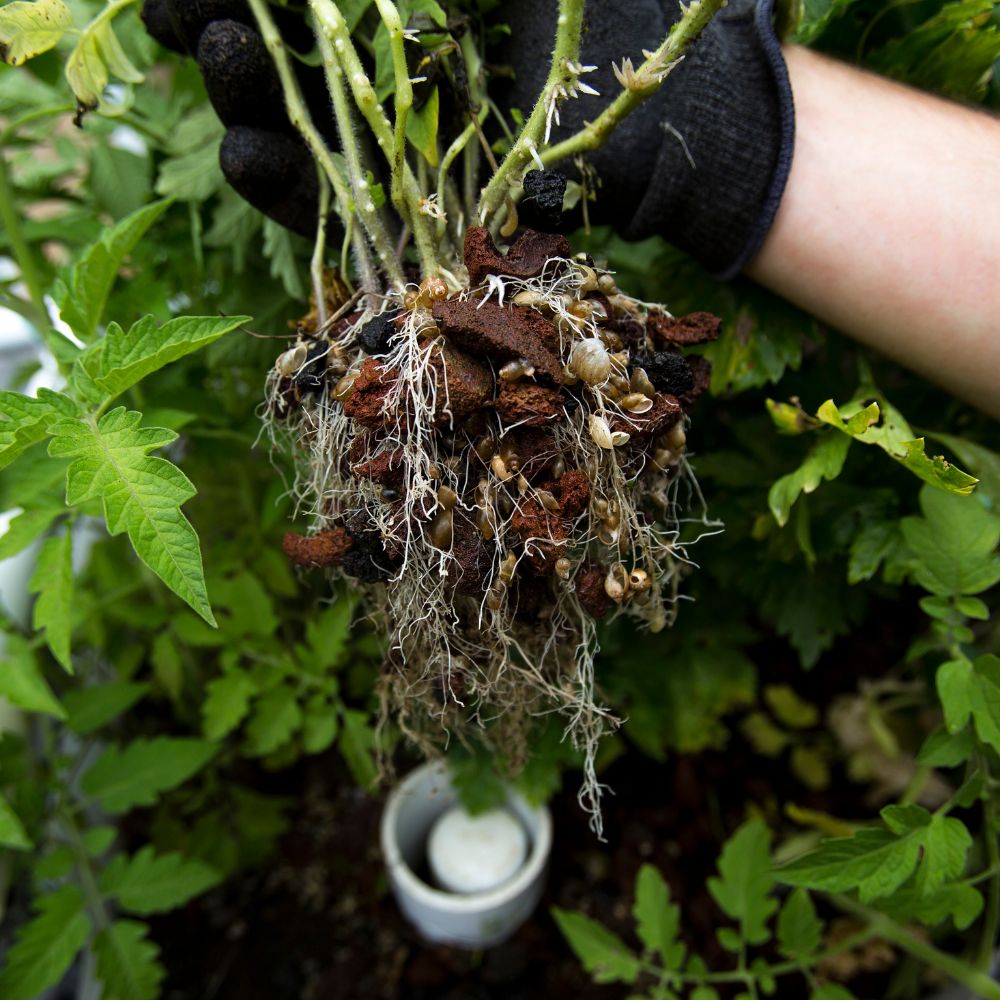 Aquaponics: Giải Pháp Canh Tác Trong Không Gian Nhỏ