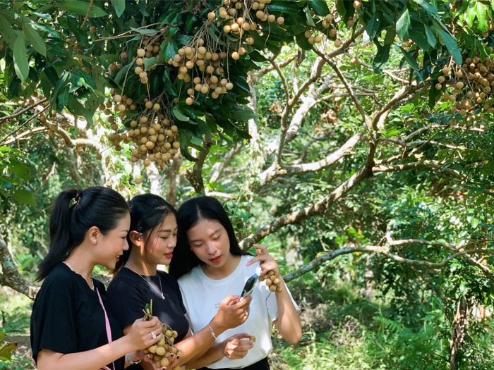 Phong điền phát triển du lịch sinh thái gắn với cây ăn trái