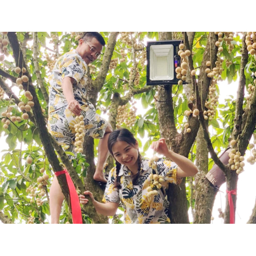 Những trải nghiệm tại Tuấn Tường trong mùa dâu Hạ Châu
