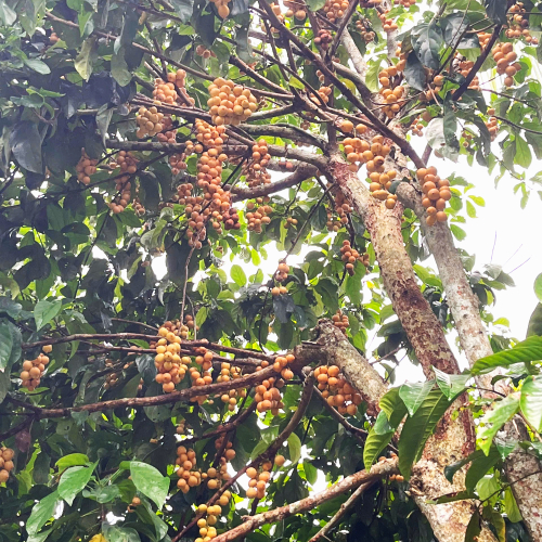 Dâu Hạ Châu – Ngọt Lành Một Miền Ký Ức Tại Tuấn Tường