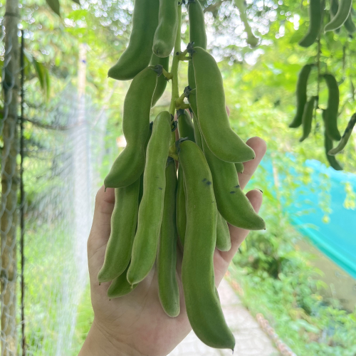 Đậu Me Tại Vườn Sinh Thái Tuấn Tường