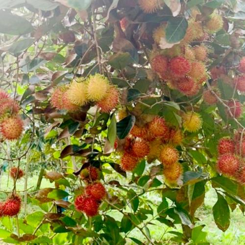 Thưởng Thức Vị Ngọt Quê Nhà Cùng Vườn Chôm Chôm Tại Tuấn Tường