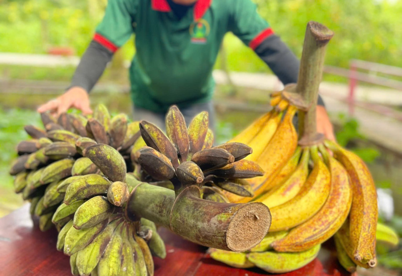 Thưởng thức vườn trái cây