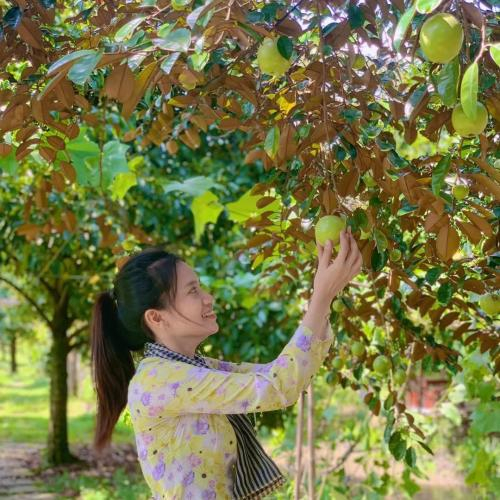 Mùa Vú Sữa Lò Rèn Ngọt Lành Tại Khu Du Lịch Tuấn Tường