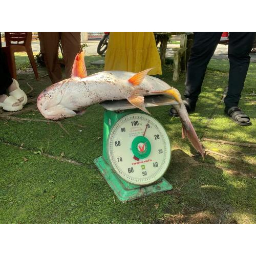 Câu cá chữa lành tâm hồn