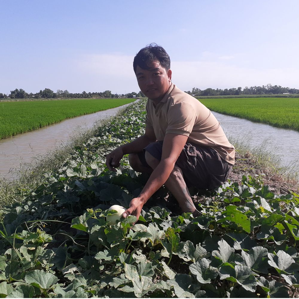 Tăng Thu Nhập Từ Mô Hình Trồng Dưa Lê Trên Bờ Bao Ruộng Lúa-Tôm