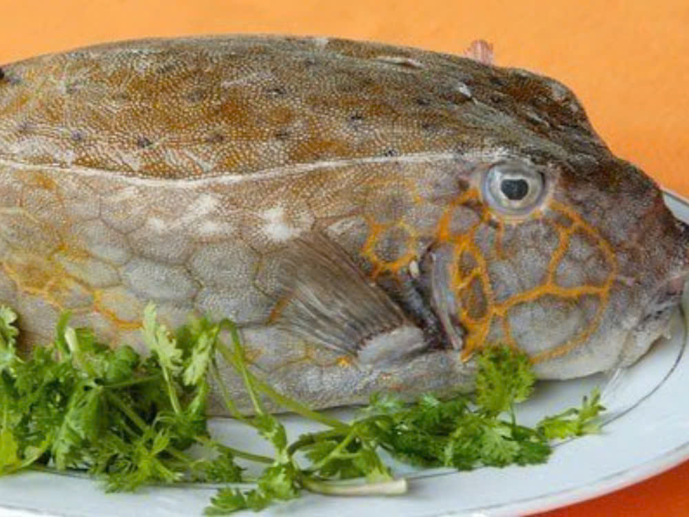Nguồn góc cá bò hòm