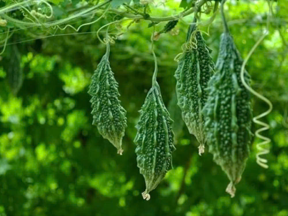 Chế biến khổ qua rừng