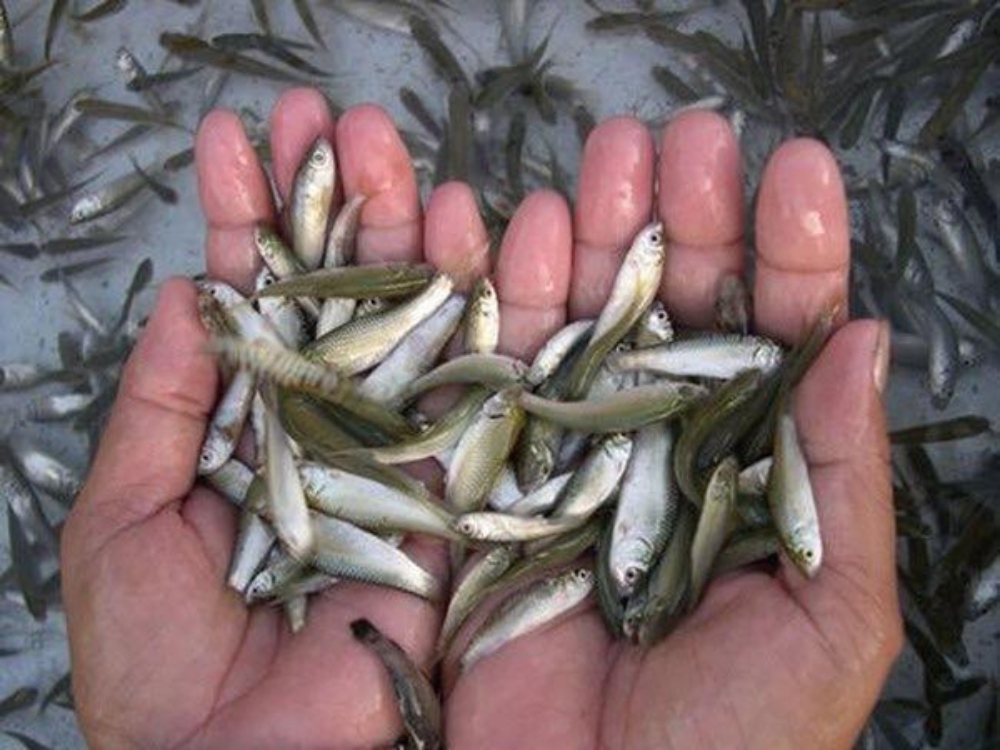 Sơ chế cá