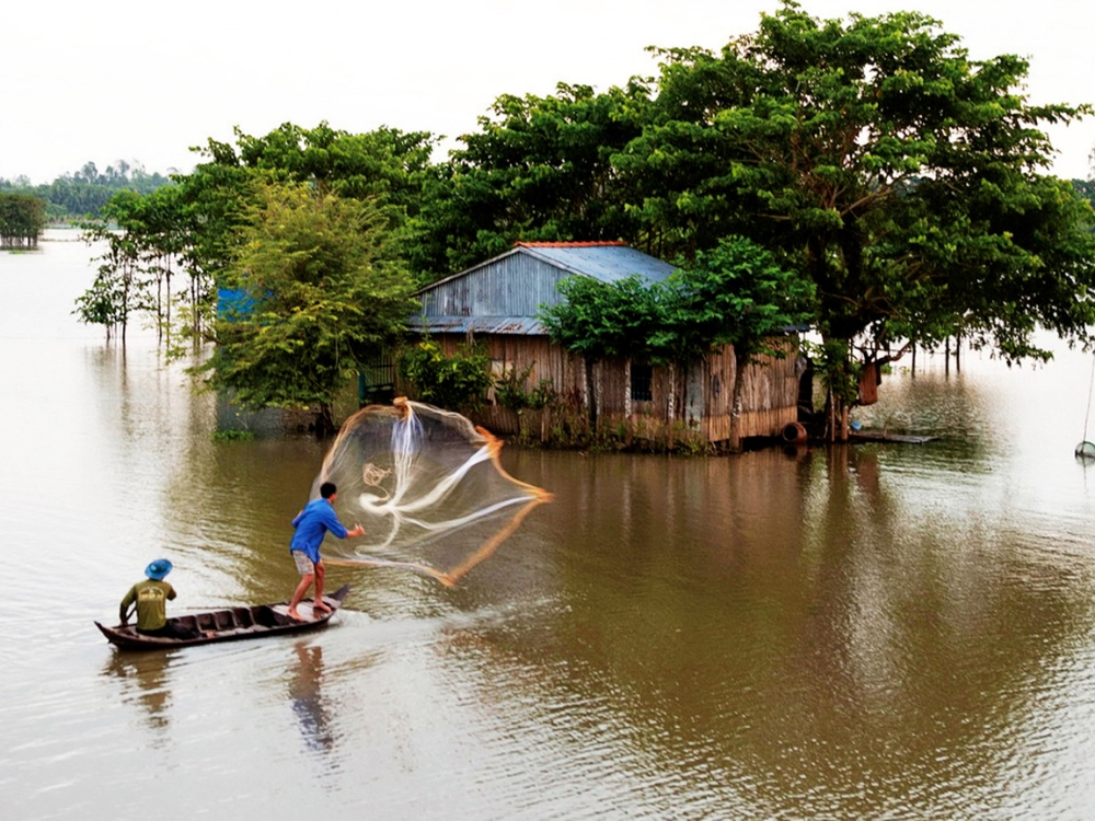 Cá linh kho báu trong mùa nước nổi