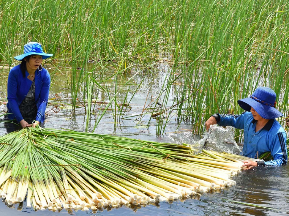 Dưa bồn bồn là gì