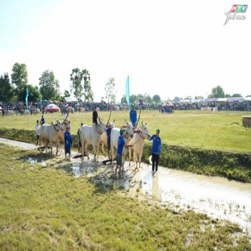 Không Gian Văn Hóa Mới Của Hội Đua Bò Bảy Núi An Giang
