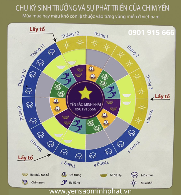 Chu kỳ sinh sản của chim yến – Nền tảng xác định thời điểm thu tổ