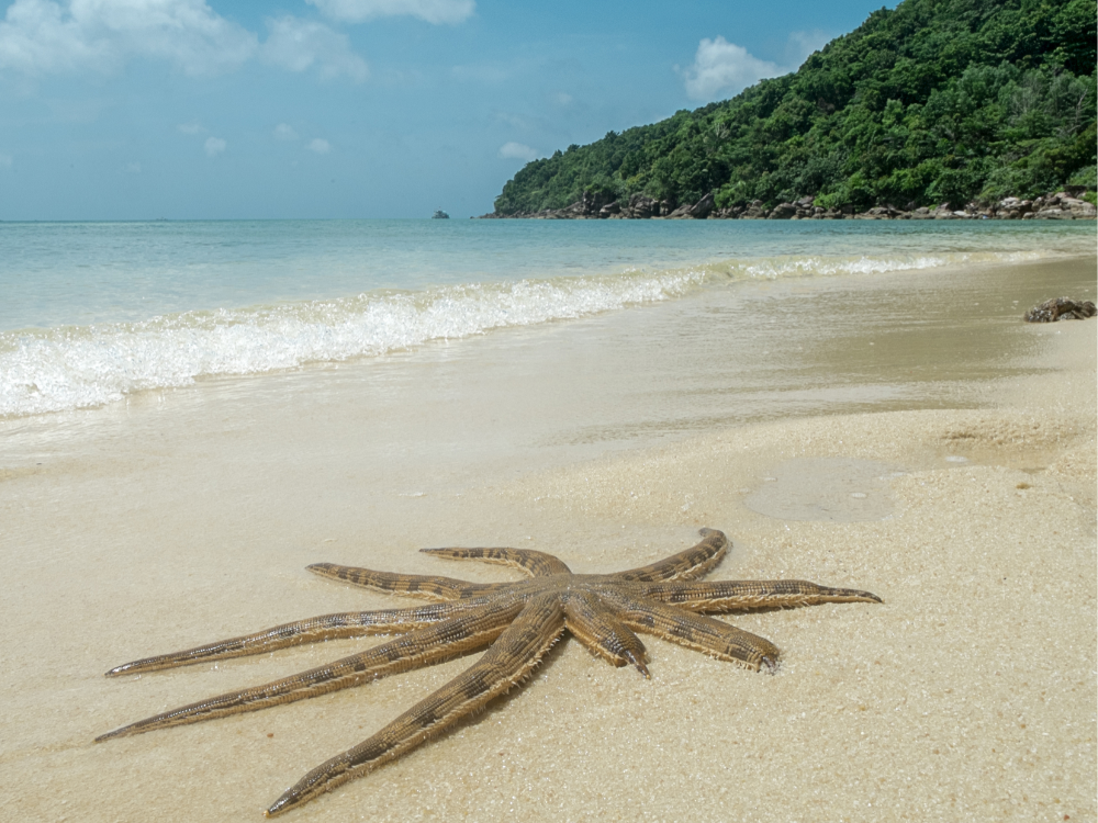 Hòn Dăm Ngang – Địa điểm lặn biển lý tưởng