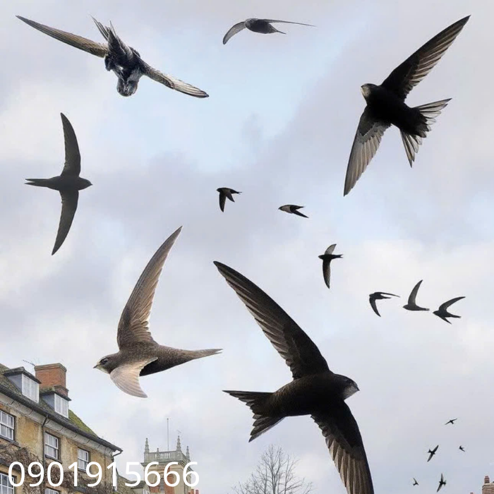 Tại Sao Nhà Yến Cần Sử Dụng Dung Dịch Tạo Mùi Đúng Cách?