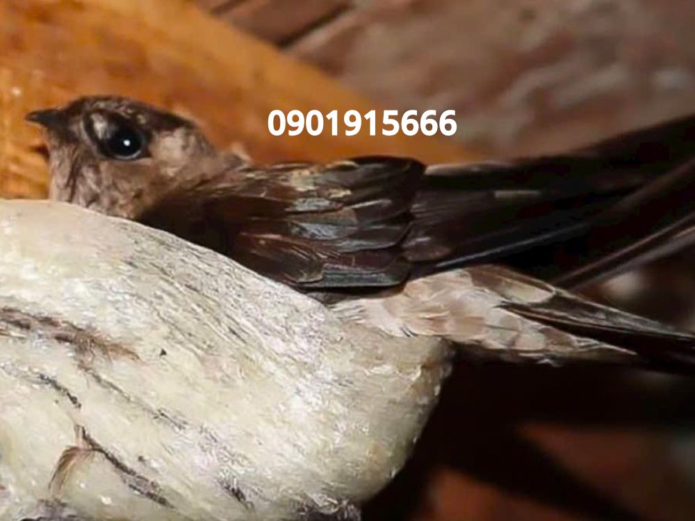 An toàn cho nhà yến – Tối ưu hiệu quả vận hành và chất lượng tổ yến