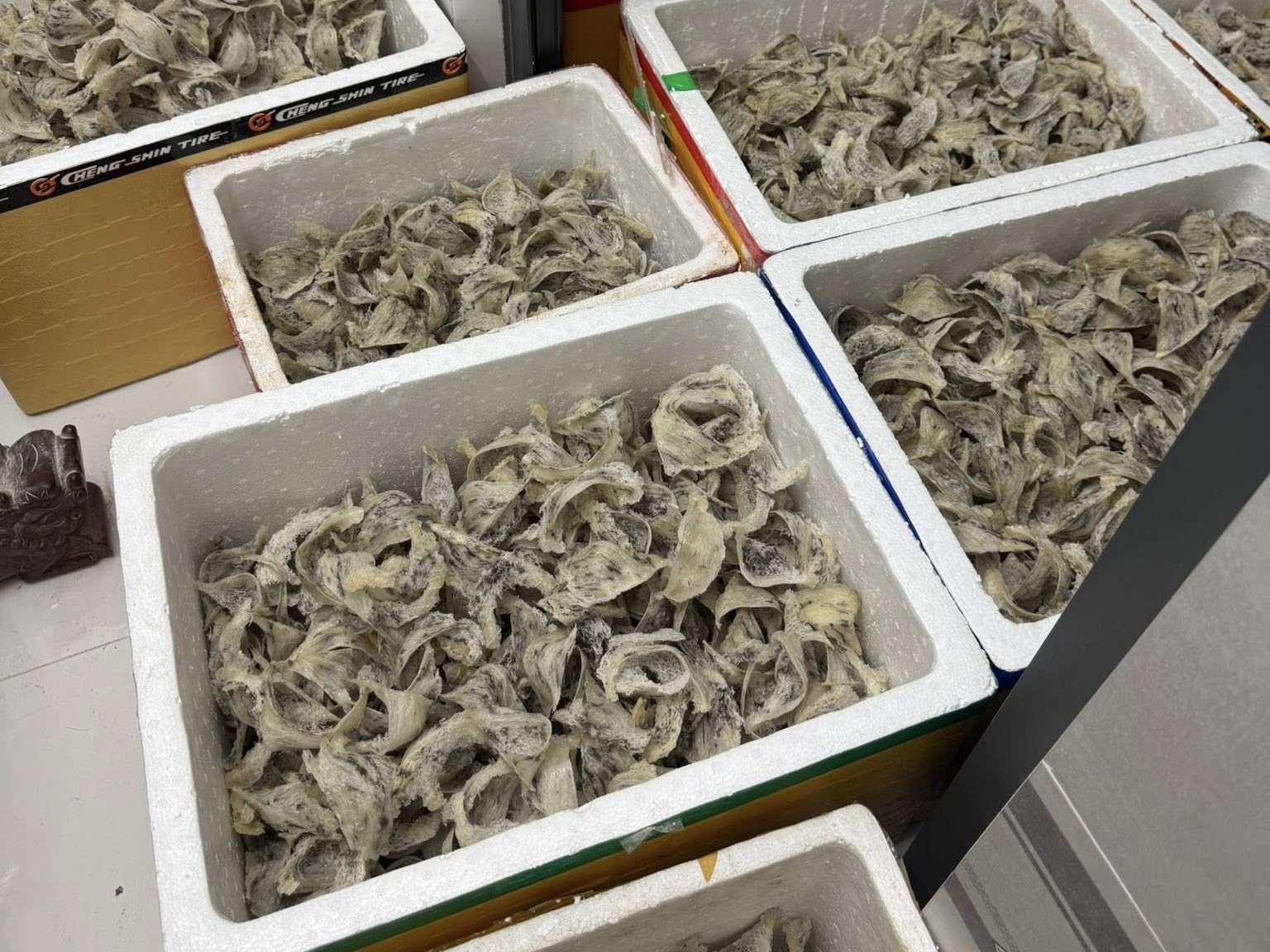 Nguyên nhân khiến tổ yến bị nấm mốc